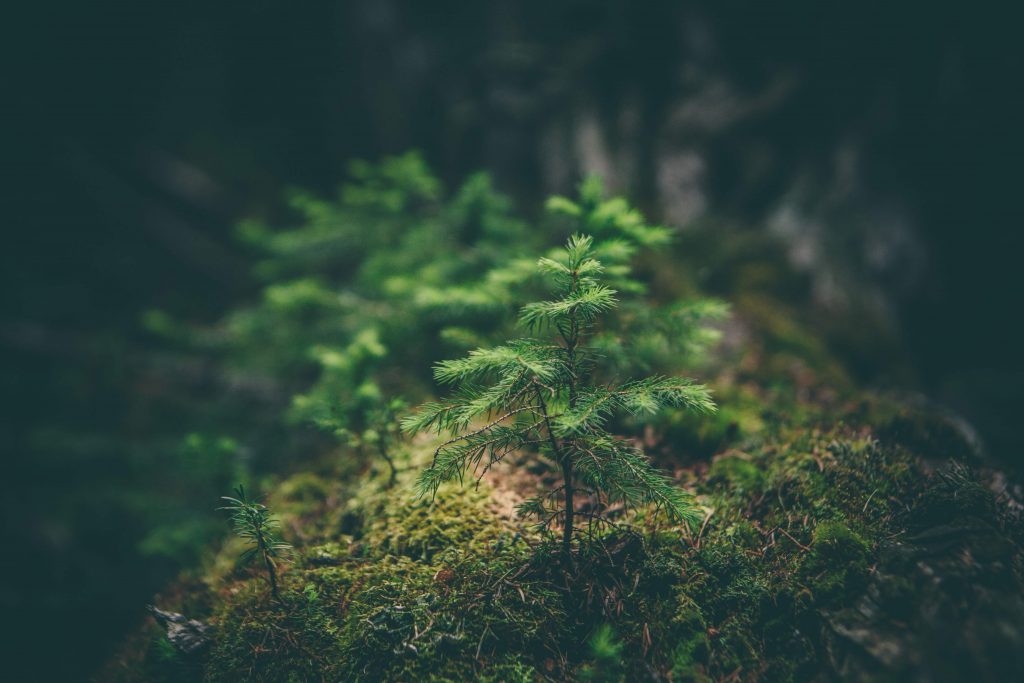 neprigiję-medeliai-byla